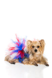 Pawpatu Handcrafted Red/White/Blue Tulle Tutu with Adjustable Ribbon for Pets